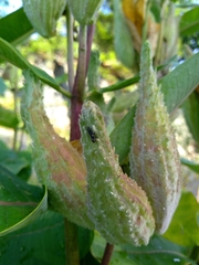 Asclepias