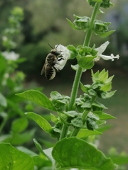 Megachile ericetorum