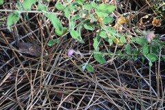 Cistus salviifolius
