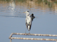 Ardea cinerea cinerea