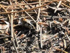 Oedipoda caerulescens