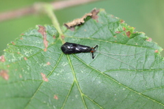 Mystacides azureus