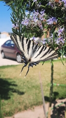 Iphiclides feisthamelii