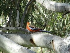 Platycercus elegans