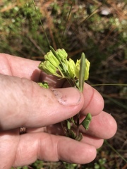 Asclepias pedicellata