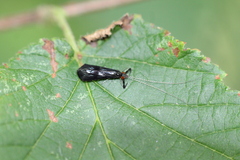 Mystacides azureus