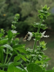 Megachile ericetorum
