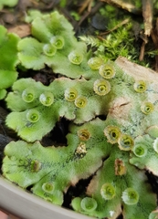 Marchantia polymorpha ruderalis