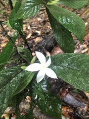 Atractocarpus hirtus