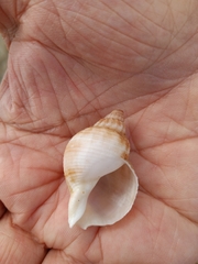 Buccinum undatum