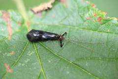 Mystacides azureus