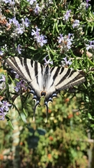 Iphiclides feisthamelii
