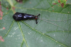 Mystacides azureus