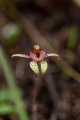 Caladenia discoidea