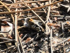 Oedipoda caerulescens