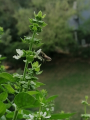 Megachile ericetorum