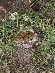 Rhinella horribilis