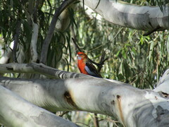Platycercus elegans