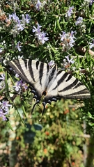 Iphiclides feisthamelii