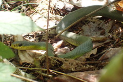 Coluber constrictor flaviventris