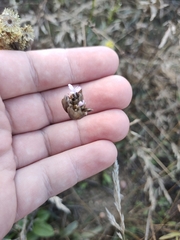 Petrorhagia prolifera