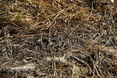 Oedipoda caerulescens