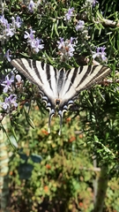 Iphiclides feisthamelii