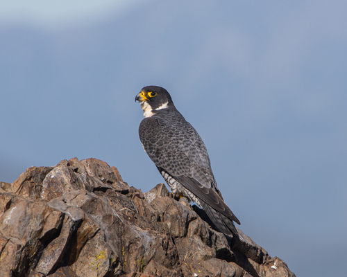 Foto de Peregrine Falcon