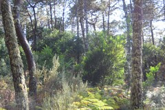 Acacia longifolia