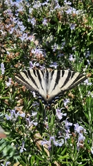 Iphiclides feisthamelii