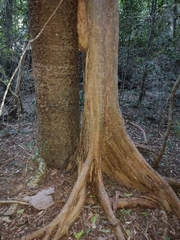 Backhousia subargentea
