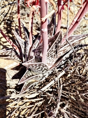 Gonialoe variegata