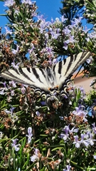 Iphiclides feisthamelii