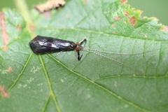 Mystacides azureus