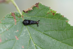 Mystacides azureus