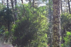Acacia longifolia