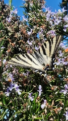 Iphiclides feisthamelii