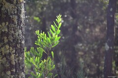 Acacia longifolia