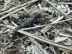 Caiman crocodilus fuscus