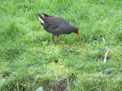 Gallinula tenebrosa