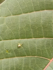 Araneidae