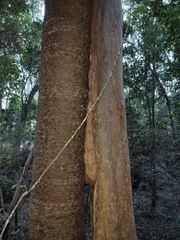 Backhousia subargentea