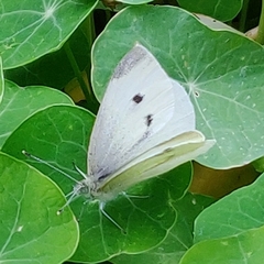 Pieris rapae