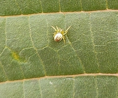 Araneidae