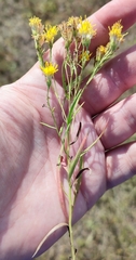 Galatella biflora