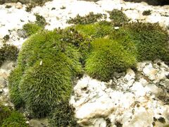 Grimmia