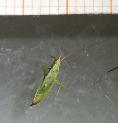 Trigonotylus caelestialium