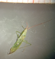 Trigonotylus caelestialium