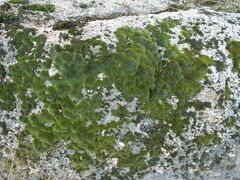 Grimmia