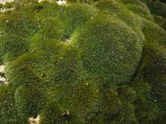 Grimmia